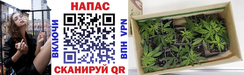 Где купить наркоту Сунжа MDMA МЕФ ГАШ Канабис КОКАИН mega как войти Псилоцибиновые грибы A PVP